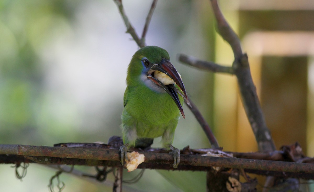 Groove-billed Toucanet (Groove-billed) - ML38051311