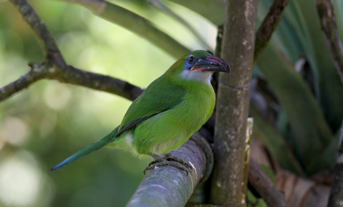 Groove-billed Toucanet (Groove-billed) - Jay McGowan