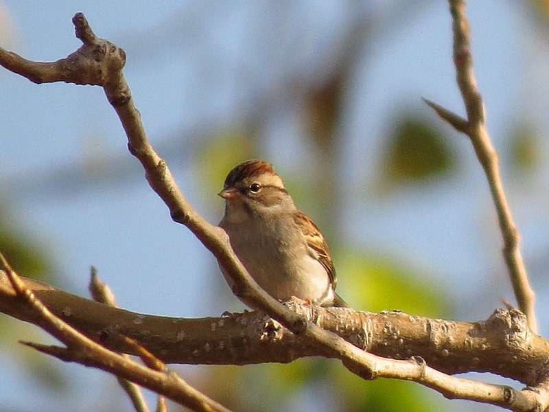 Chipping Sparrow - ML38051621