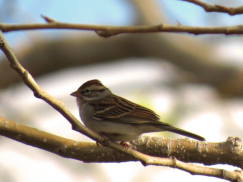 Chipping Sparrow - ML38051631