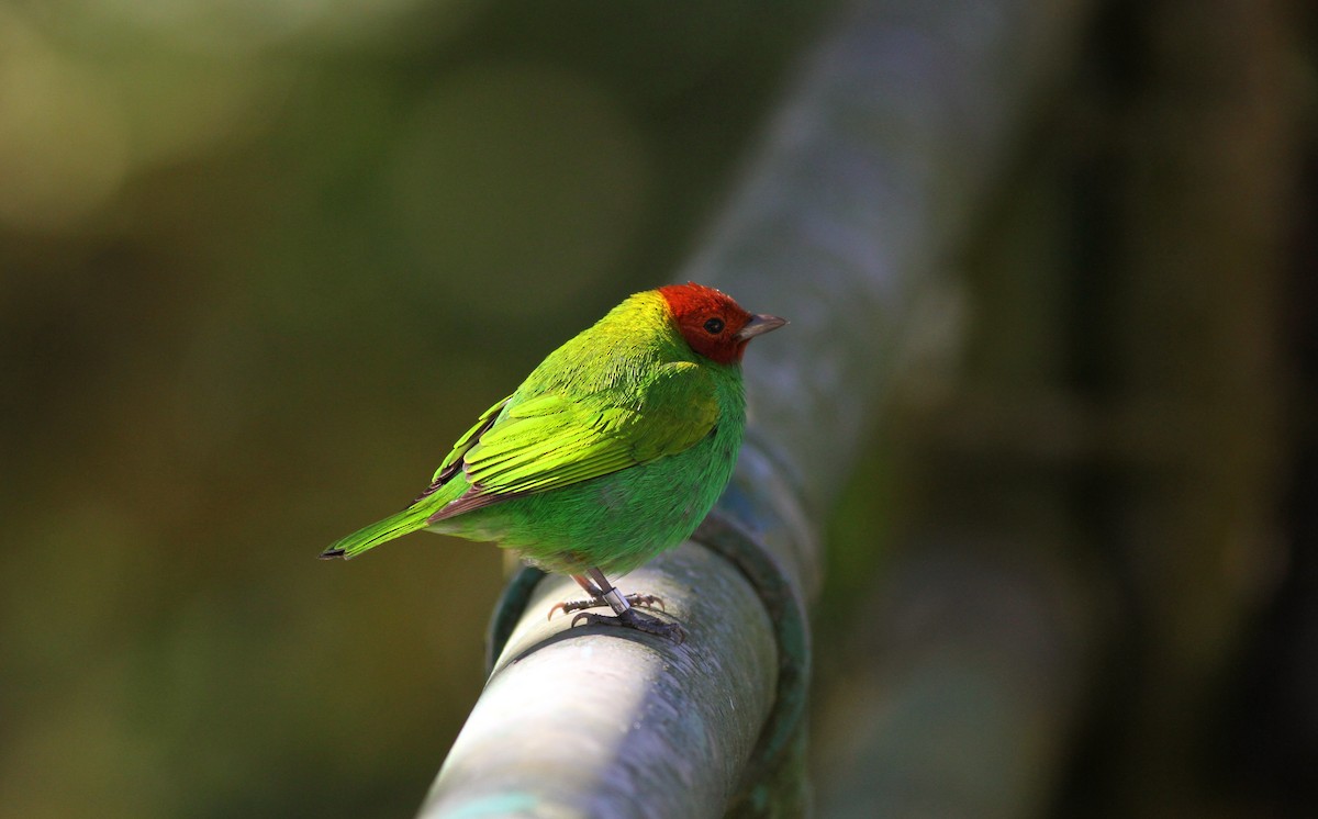 Bay-headed Tanager - ML38051681