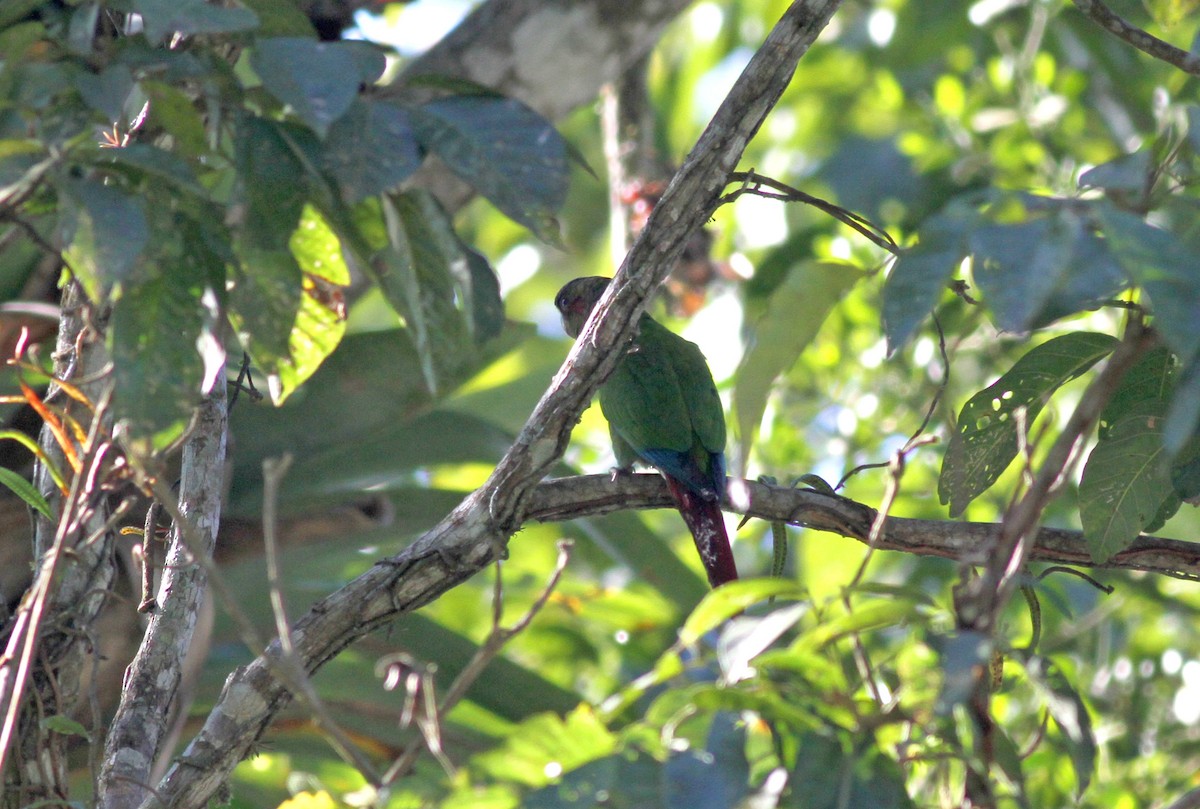 Red-eared Parakeet - ML38051701
