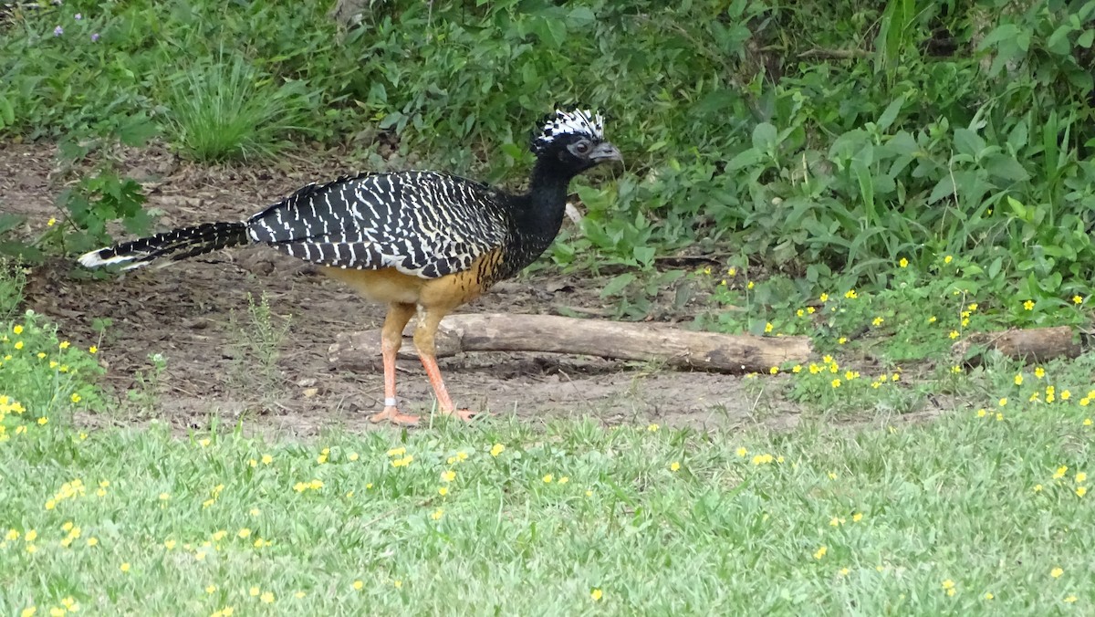 Bare-faced Curassow - ML380518491