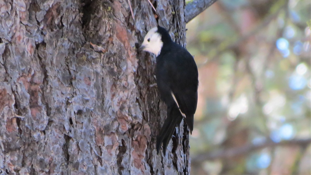 White-headed Woodpecker - Richard A Rusnak