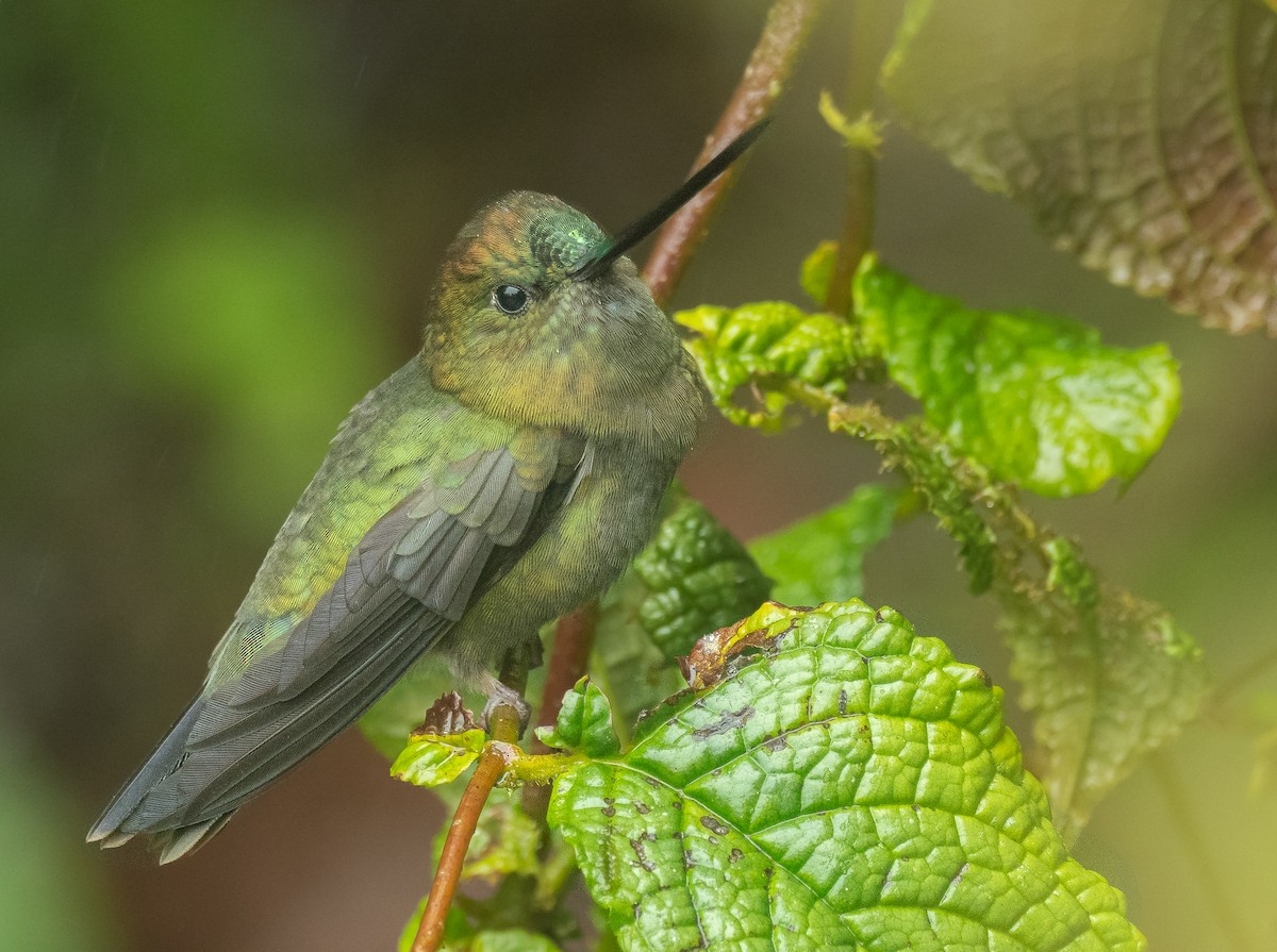 kolibřík zelenočelý - ML380520411