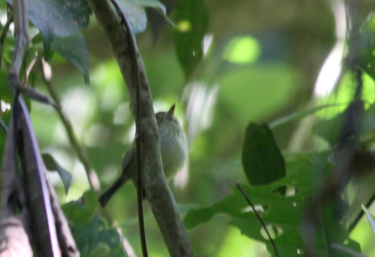Pearly-vented Tody-Tyrant - ML38052101