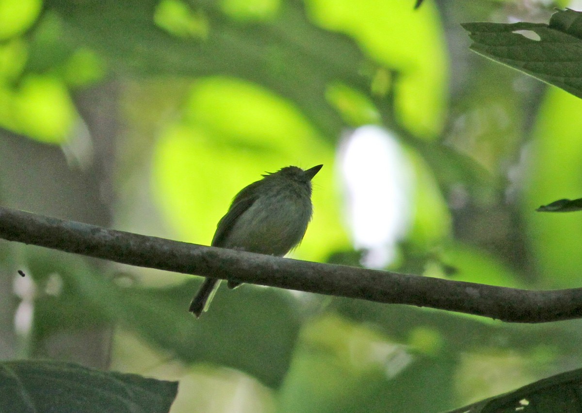 Pearly-vented Tody-Tyrant - ML38052111