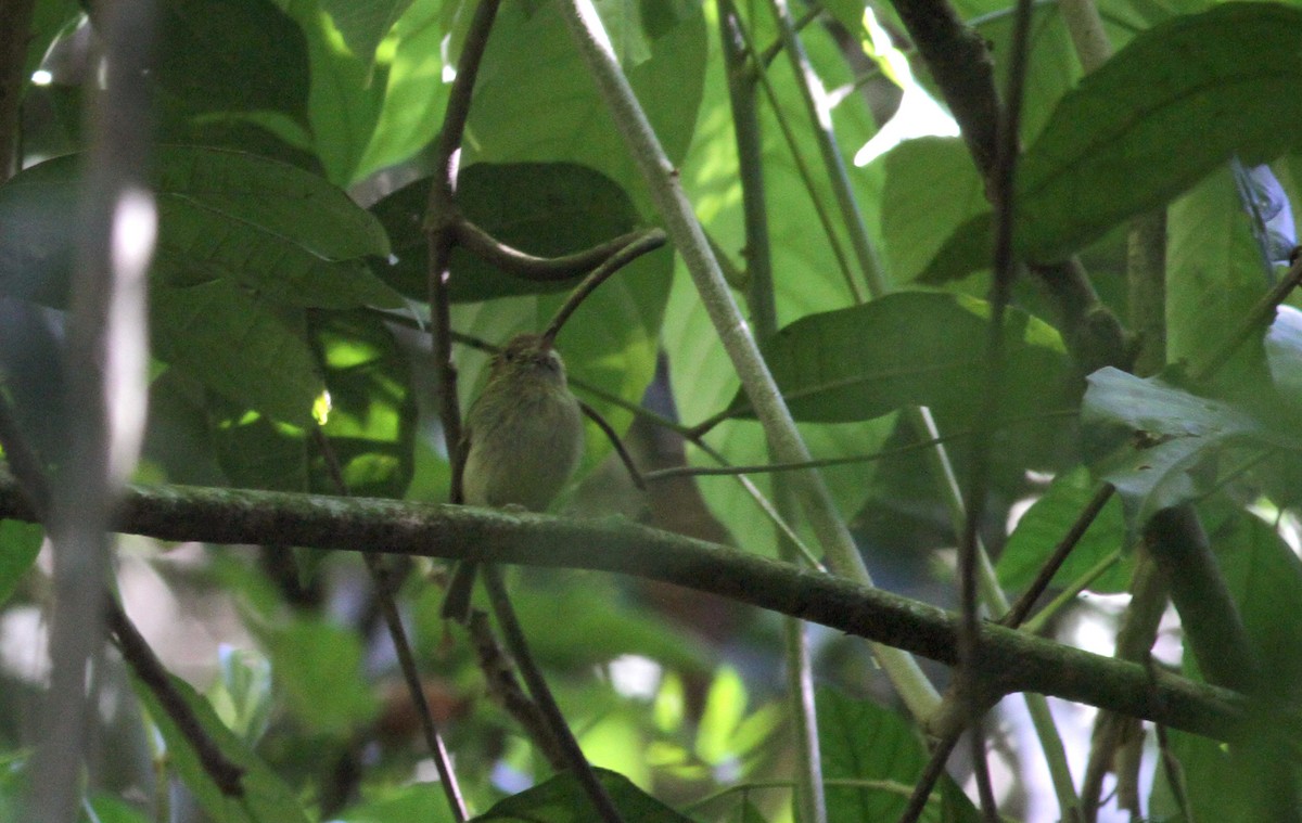 Pearly-vented Tody-Tyrant - ML38052121
