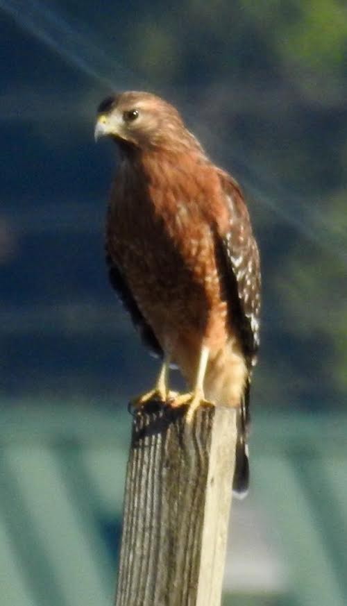 Red-shouldered Hawk - Jim Varner