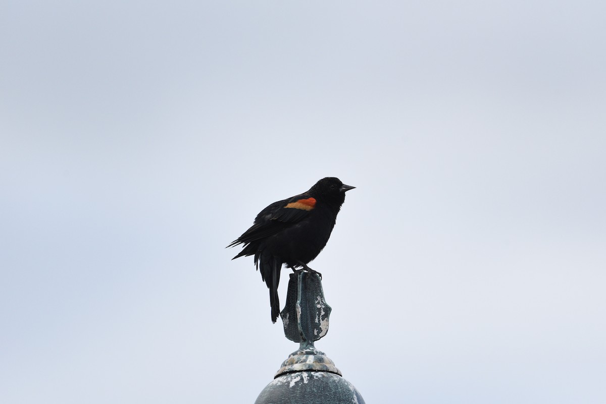 Red-winged Blackbird - ML380522641
