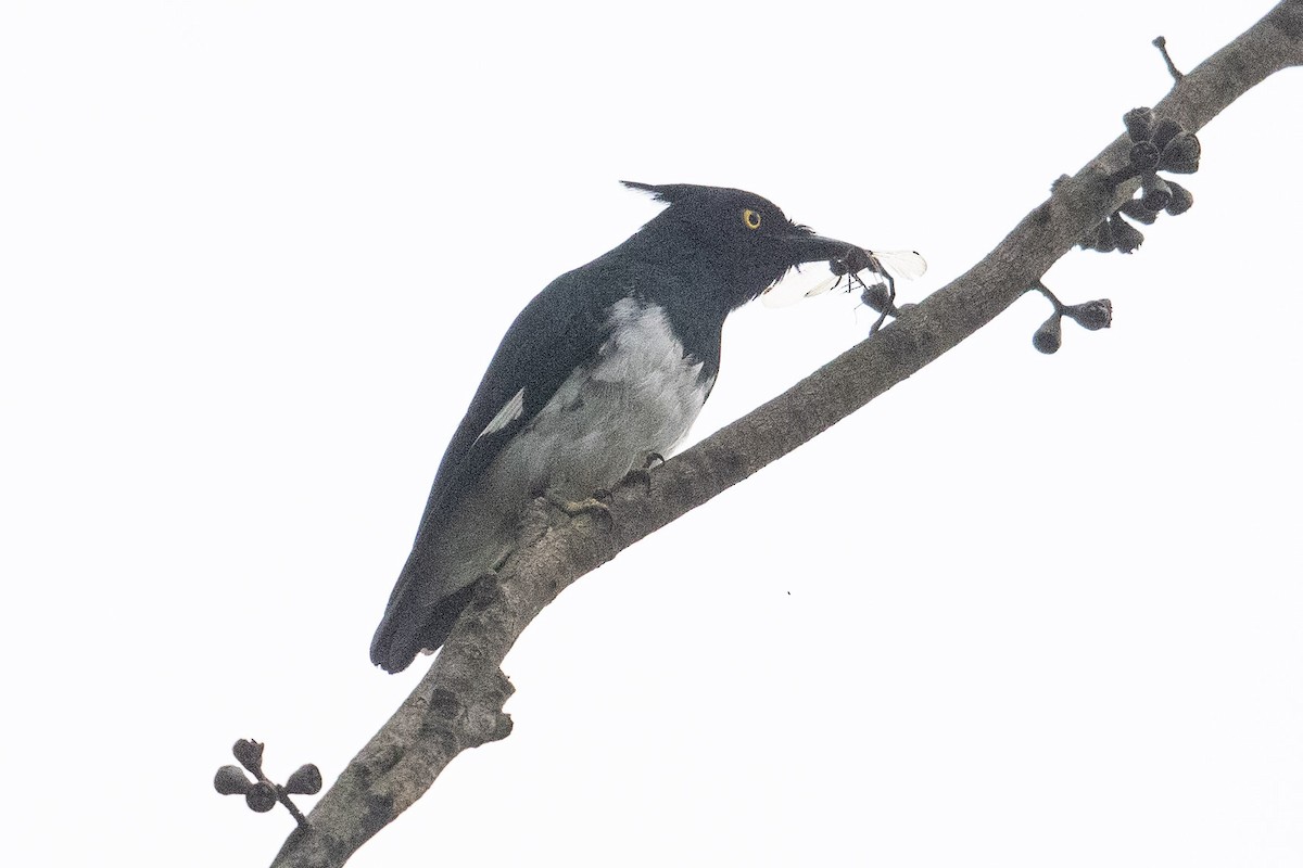 Black-and-white Shrike-flycatcher - Eric VanderWerf