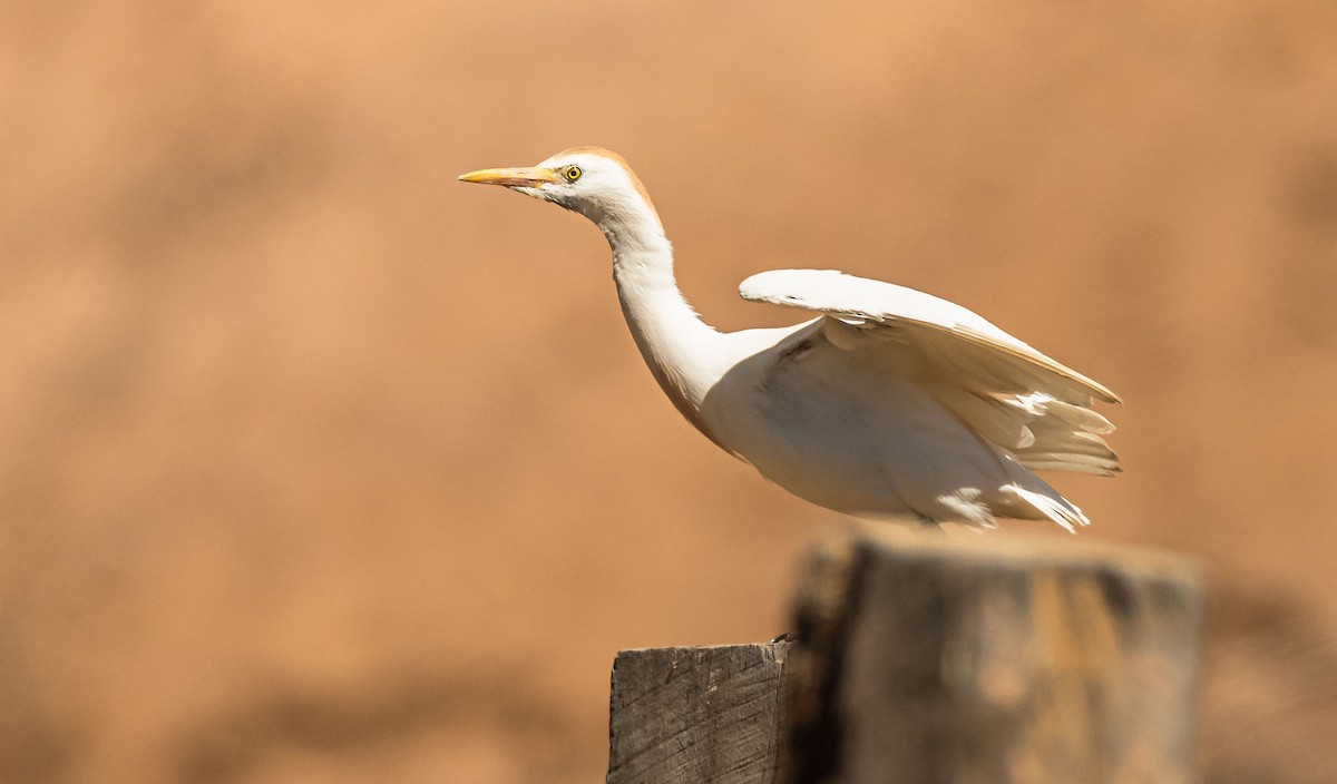 Western Cattle Egret - miguel sepulveda