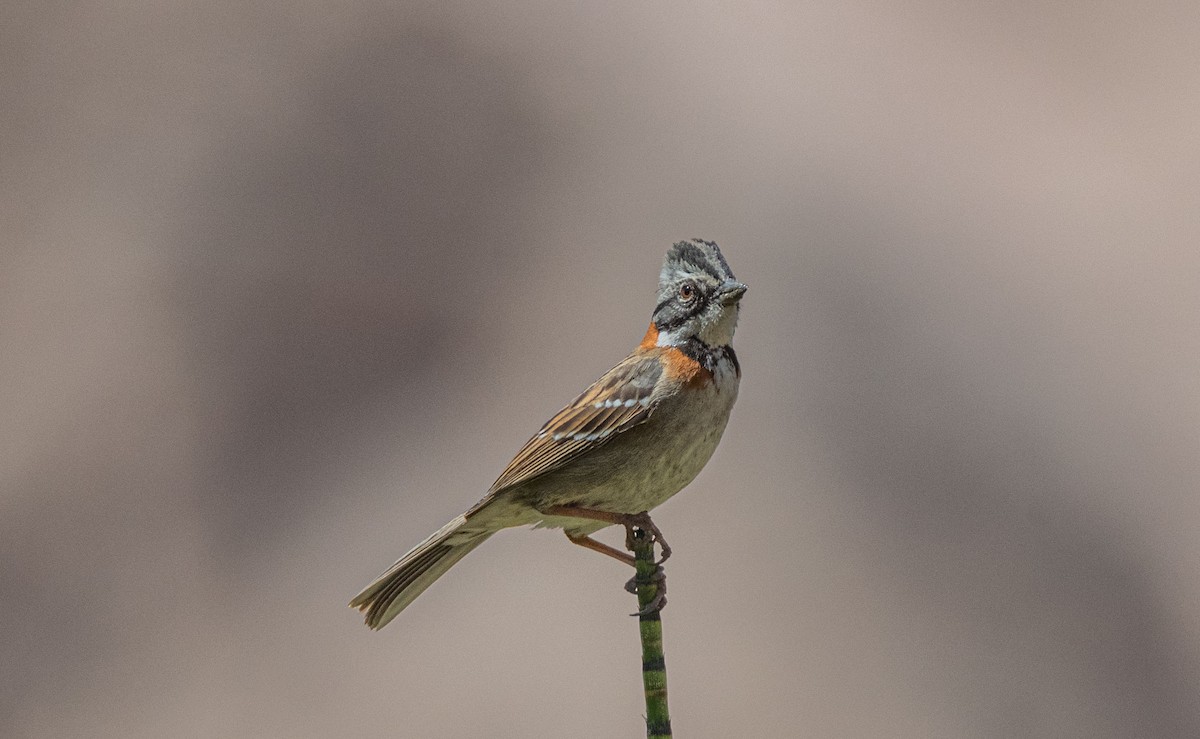 Rufous-collared Sparrow - ML380527591
