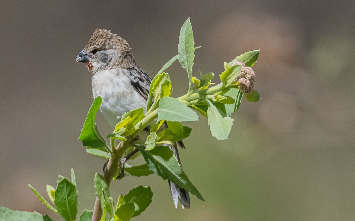 Chestnut-throated Seedeater - ML380528941