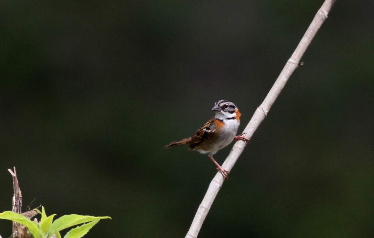 Rufous-collared Sparrow - ML38053141