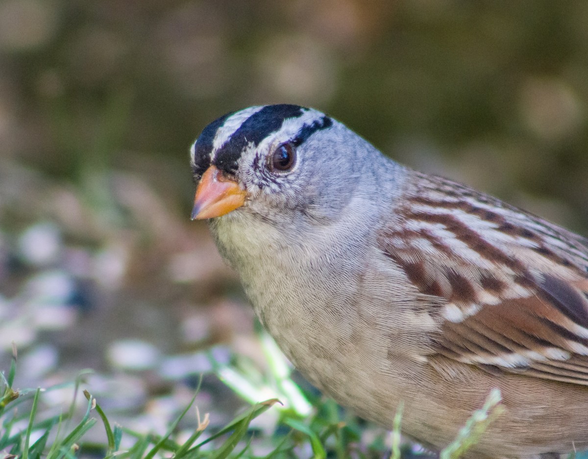 White-crowned Sparrow - ML380532511