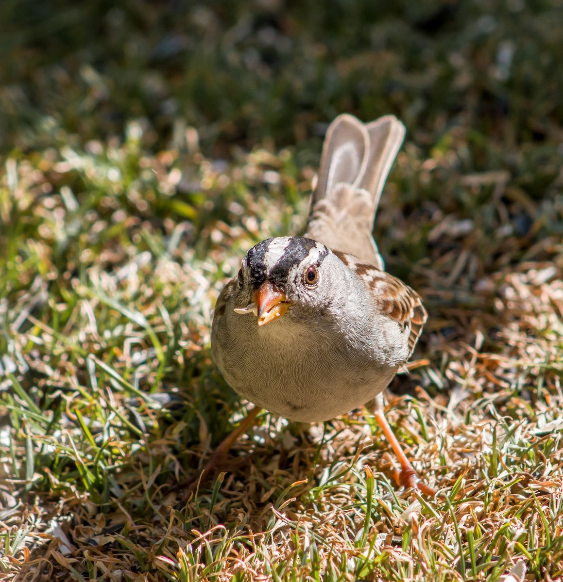 White-crowned Sparrow - ML380532561
