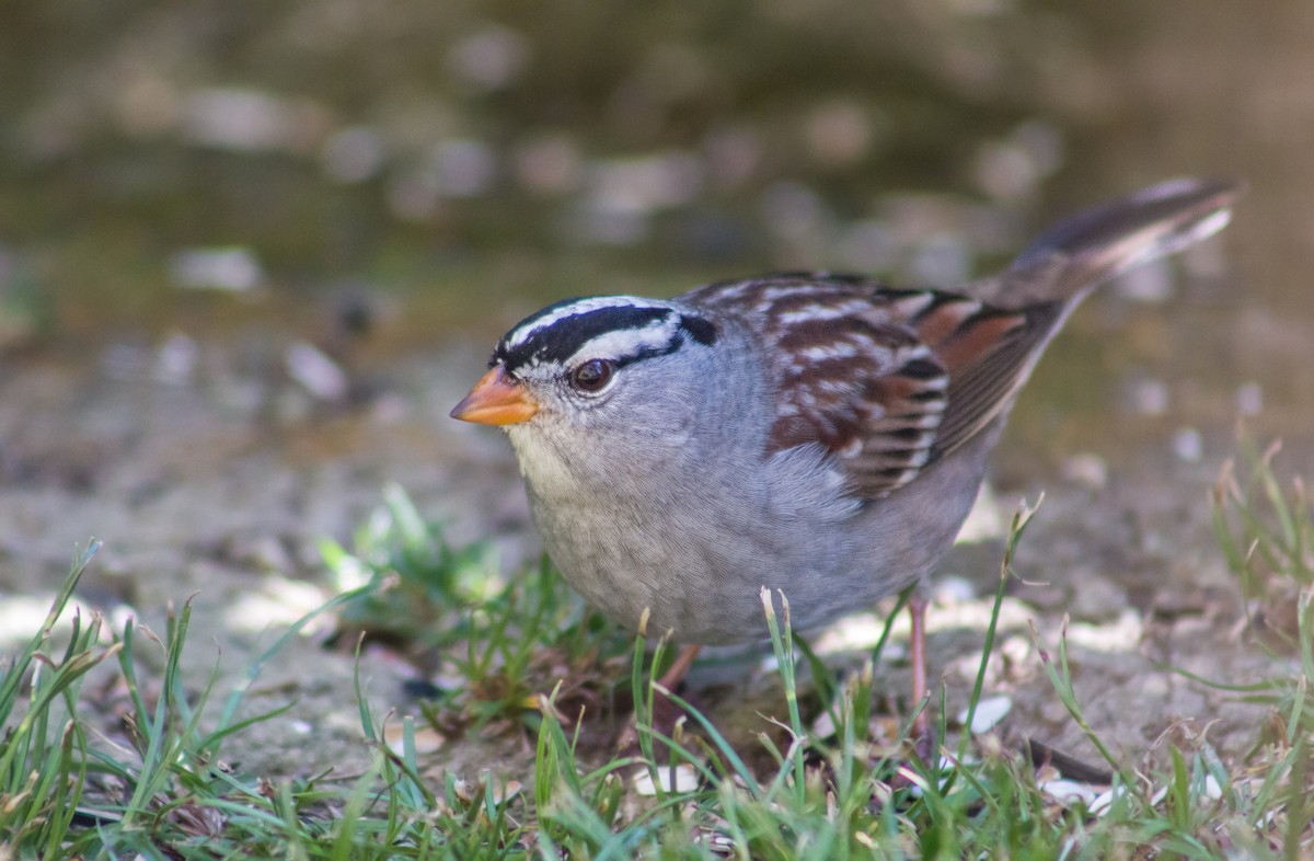 White-crowned Sparrow - ML380532591