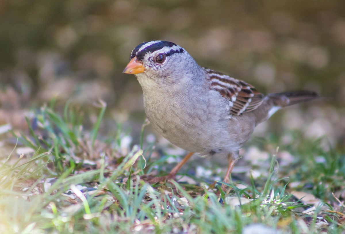 White-crowned Sparrow - ML380532601
