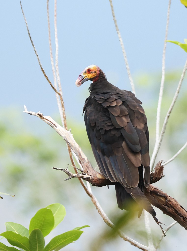 Lesser Yellow-headed Vulture - manuel grosselet