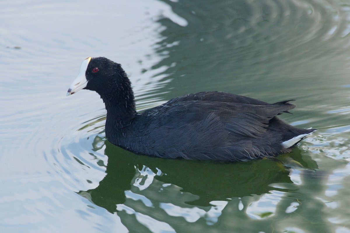 American Coot (White-shielded) - Jan Cubilla