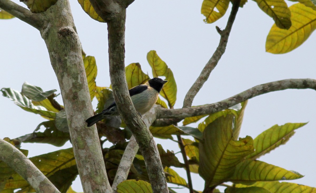 Black-headed Tanager - ML38053601