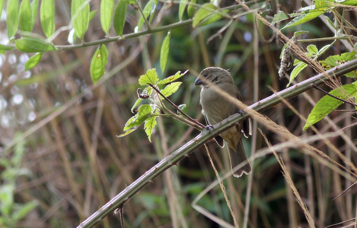 Dull-colored Grassquit - Jay McGowan