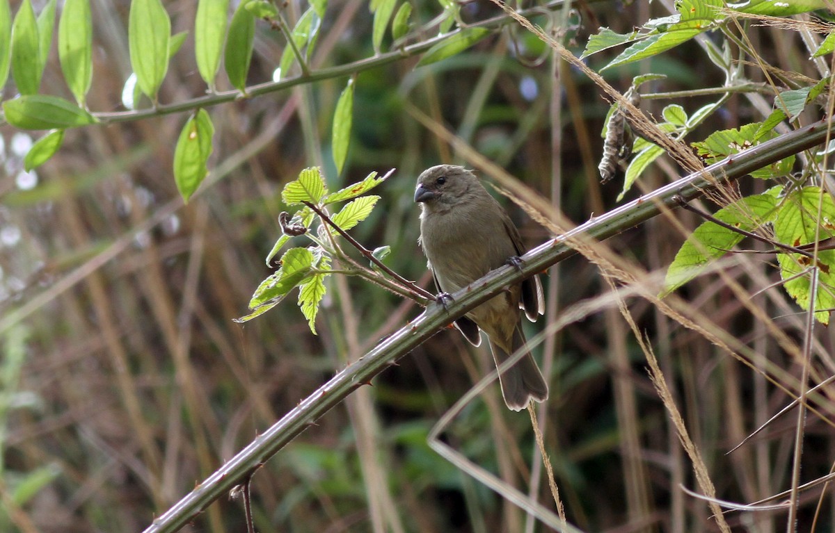 Dull-colored Grassquit - Jay McGowan