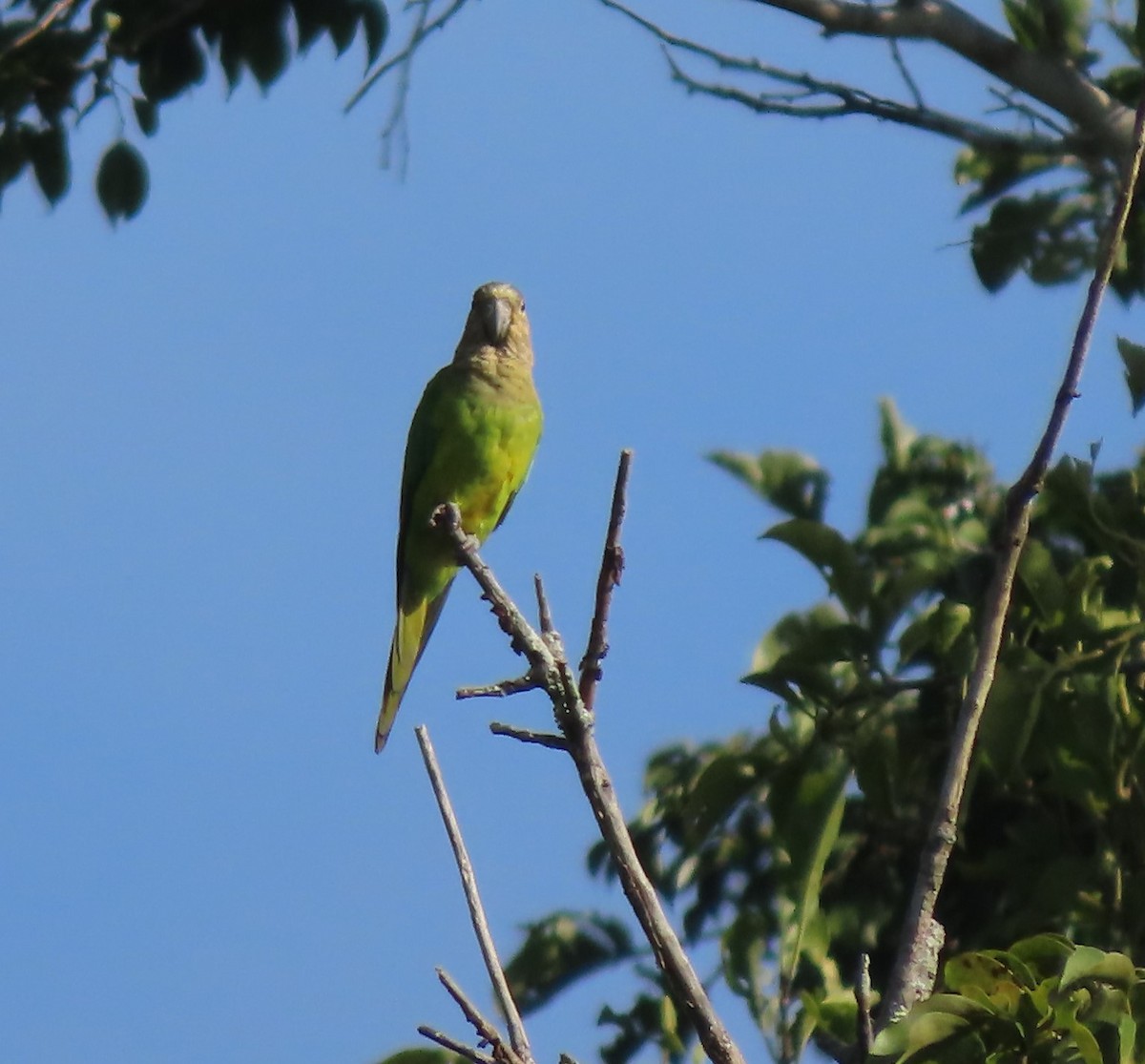 Brown-throated Parakeet - ML380545191