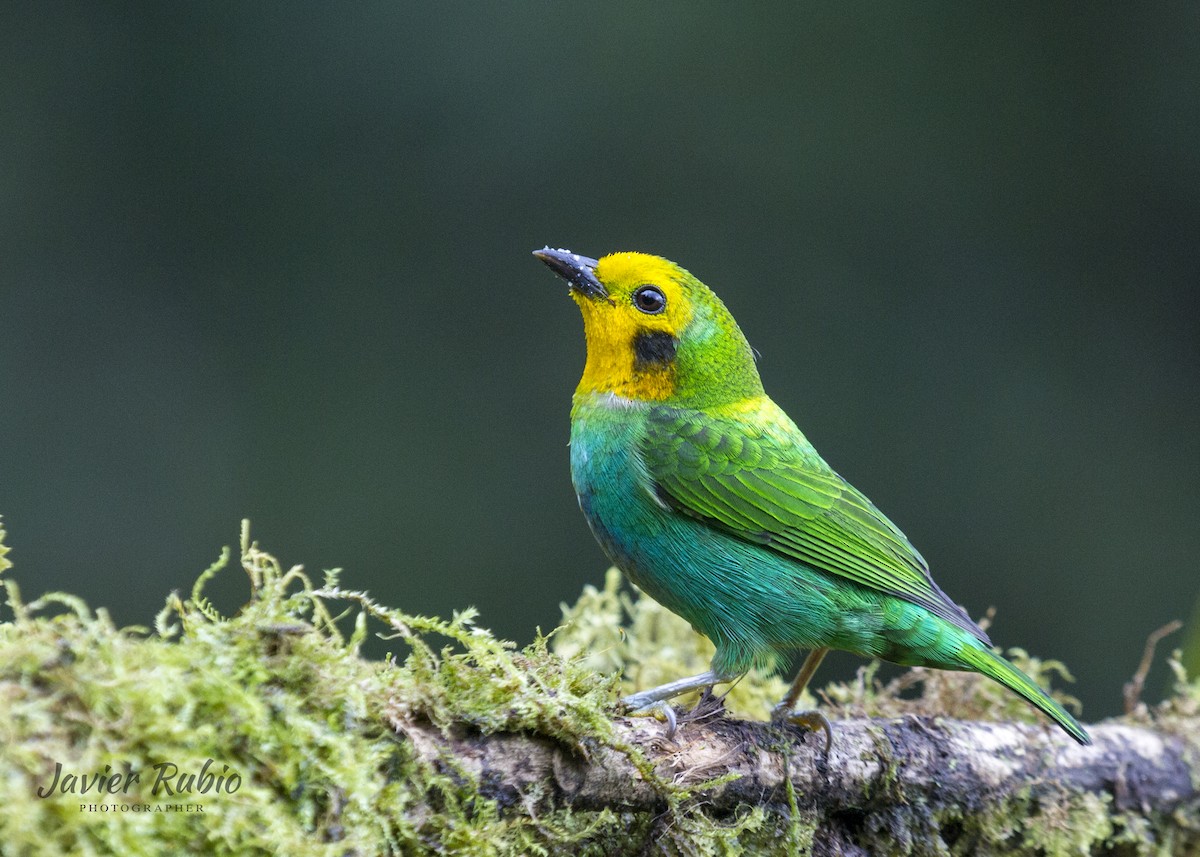 Multicolored Tanager - ML380546161
