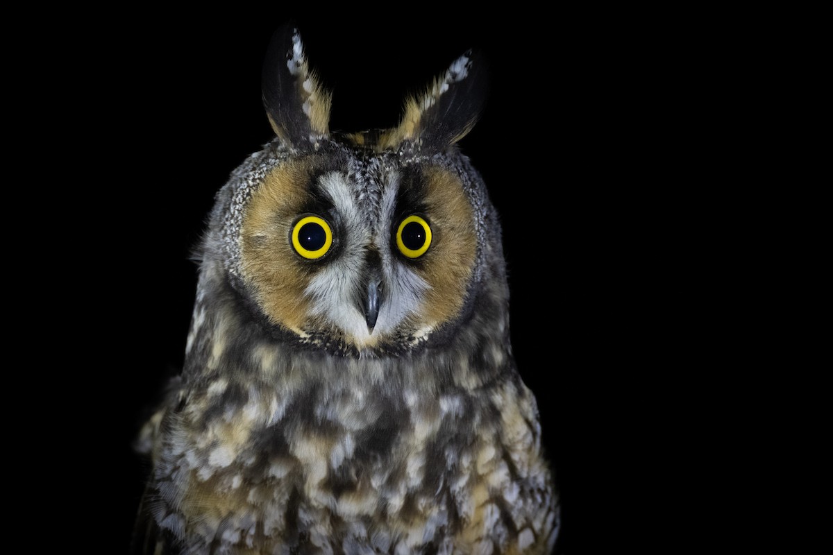 Long-eared Owl - Paul Jones