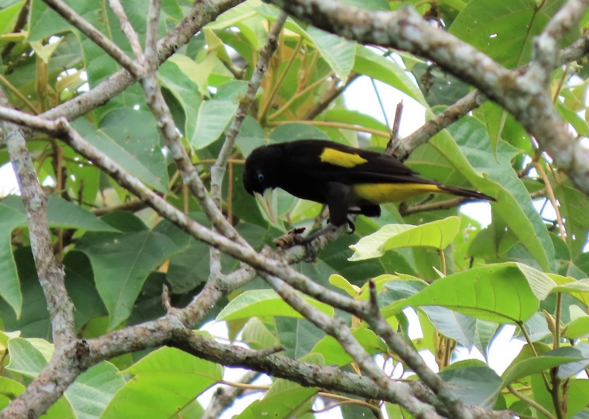 Yellow-rumped Cacique - ML380549021