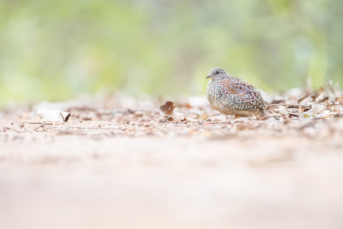 Painted Buttonquail - ML380550251