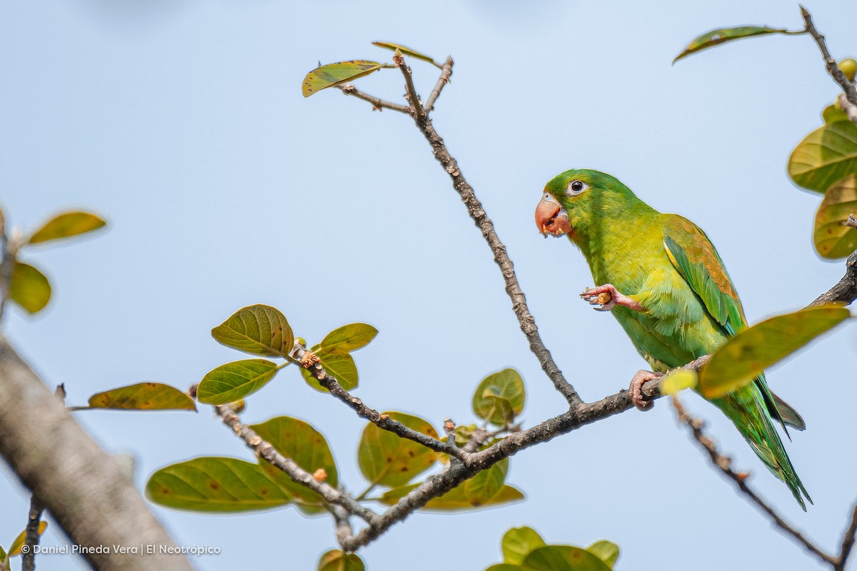 Orange-chinned Parakeet - Daniel Pineda Vera