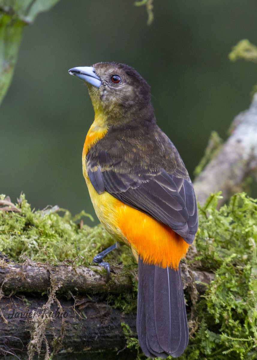 Flame-rumped Tanager - ML380554651