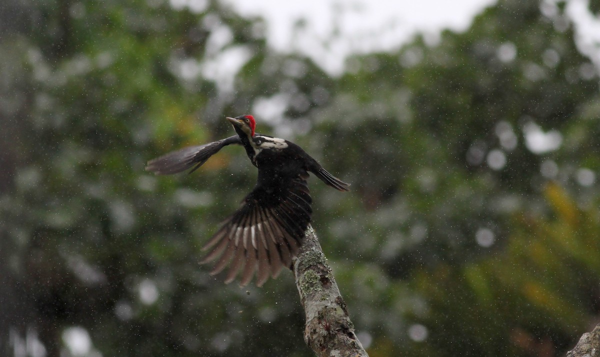 Crimson-crested Woodpecker - Jay McGowan
