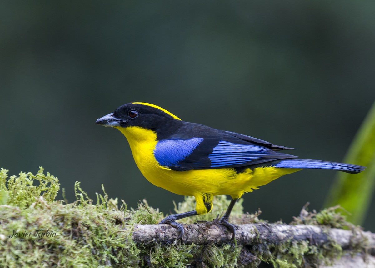Blue-winged Mountain Tanager - ML380560501