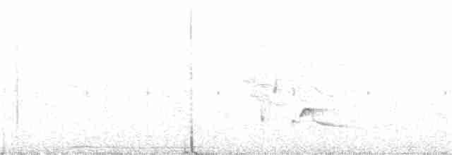 Ak Karınlı Çıtkuşu - ML380562861