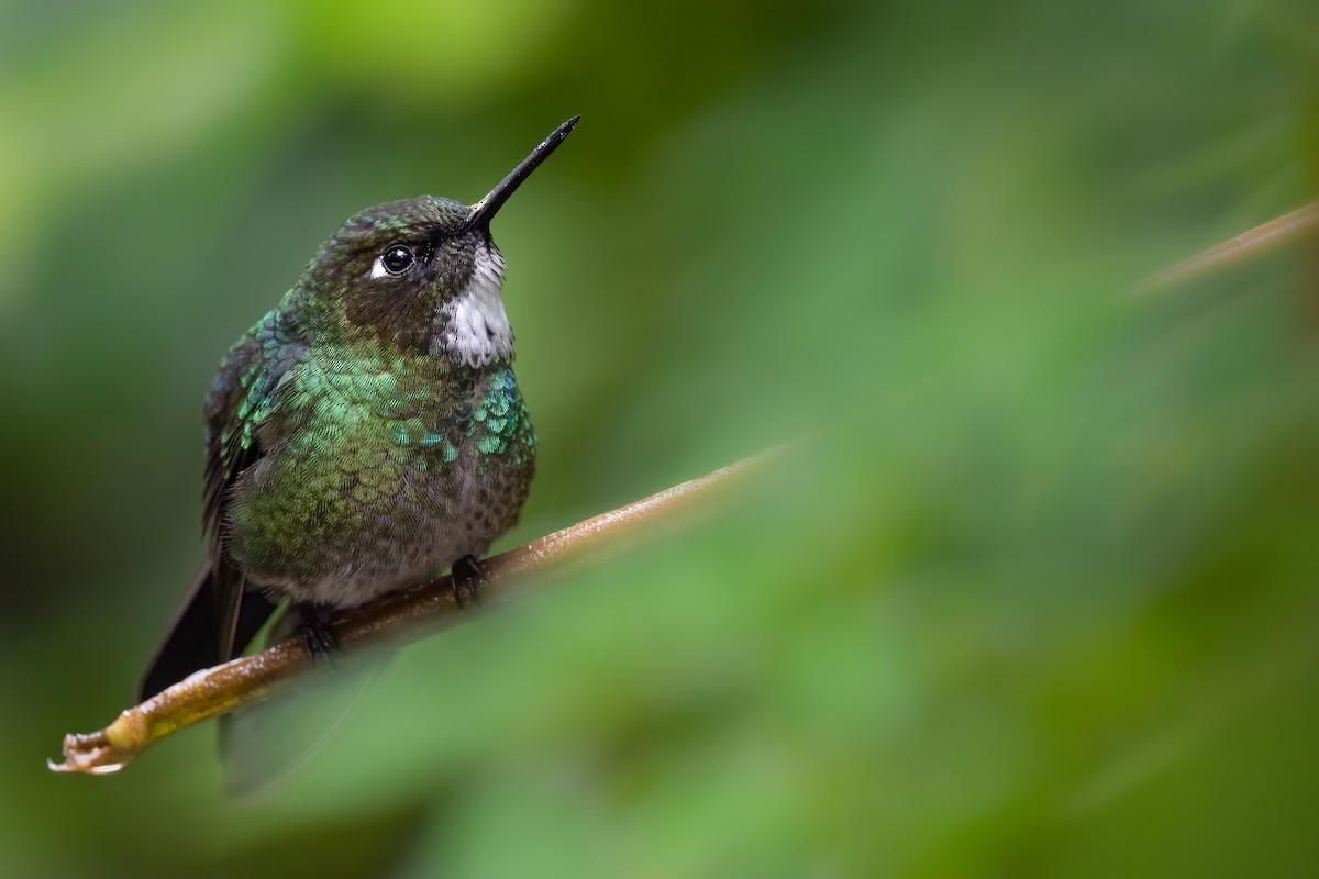 kolibřík turmalinový - ML380568711