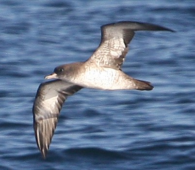 Pink-footed Shearwater - Steve Collins