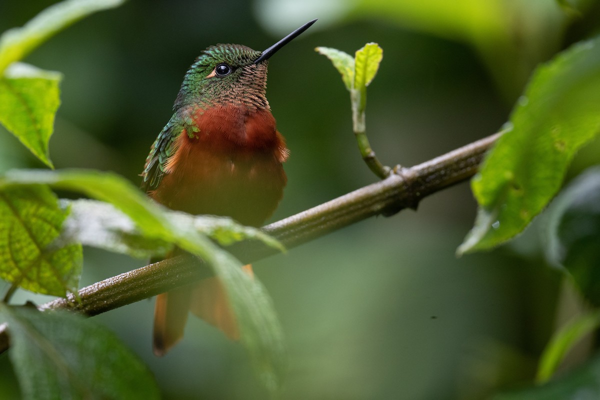 kolibřík peruánský - ML380570491