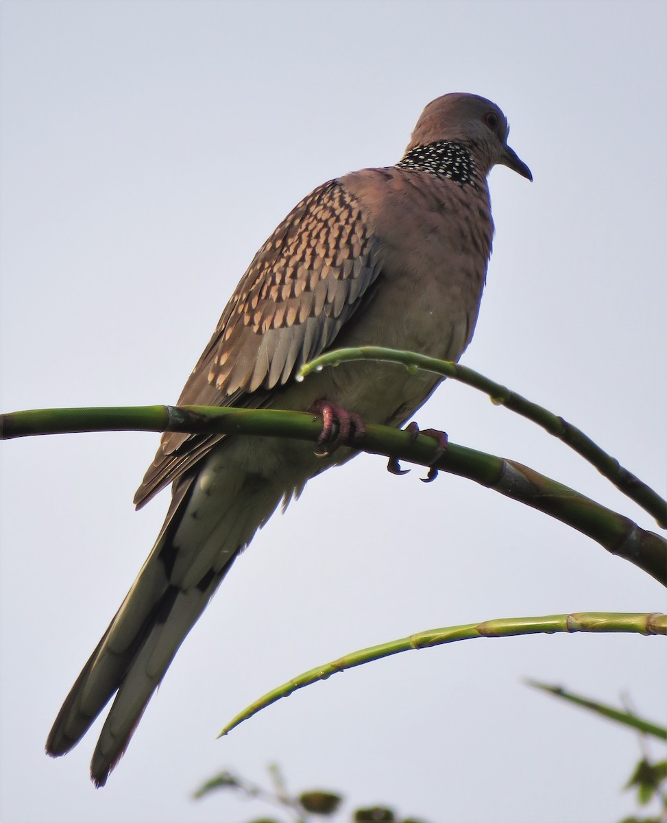 Spotted Dove - ML380573671