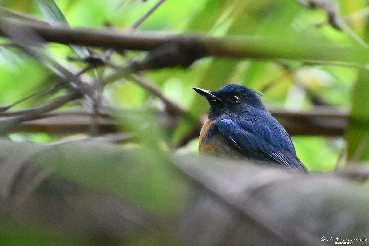 Blue-throated Flycatcher - Giri Tirumale