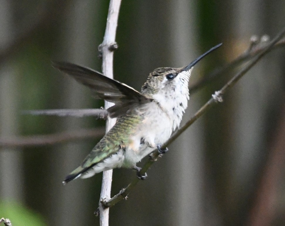 Ruby-throated Hummingbird - Steve Davis