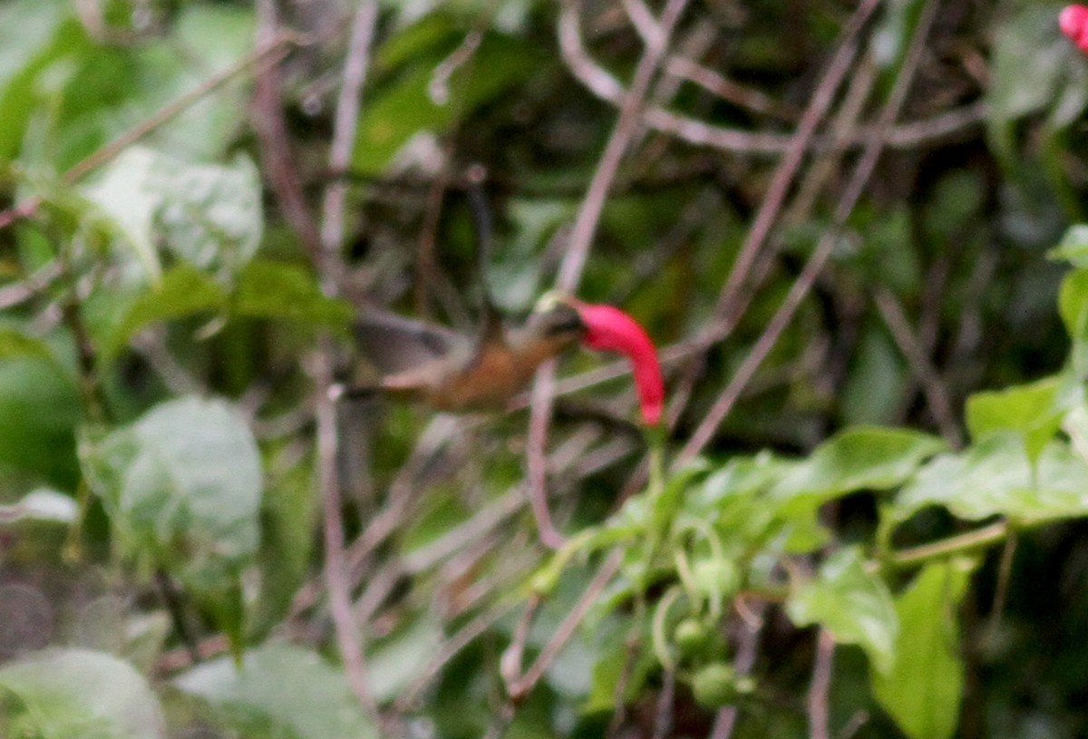 Rufous-breasted Hermit - ML38058381