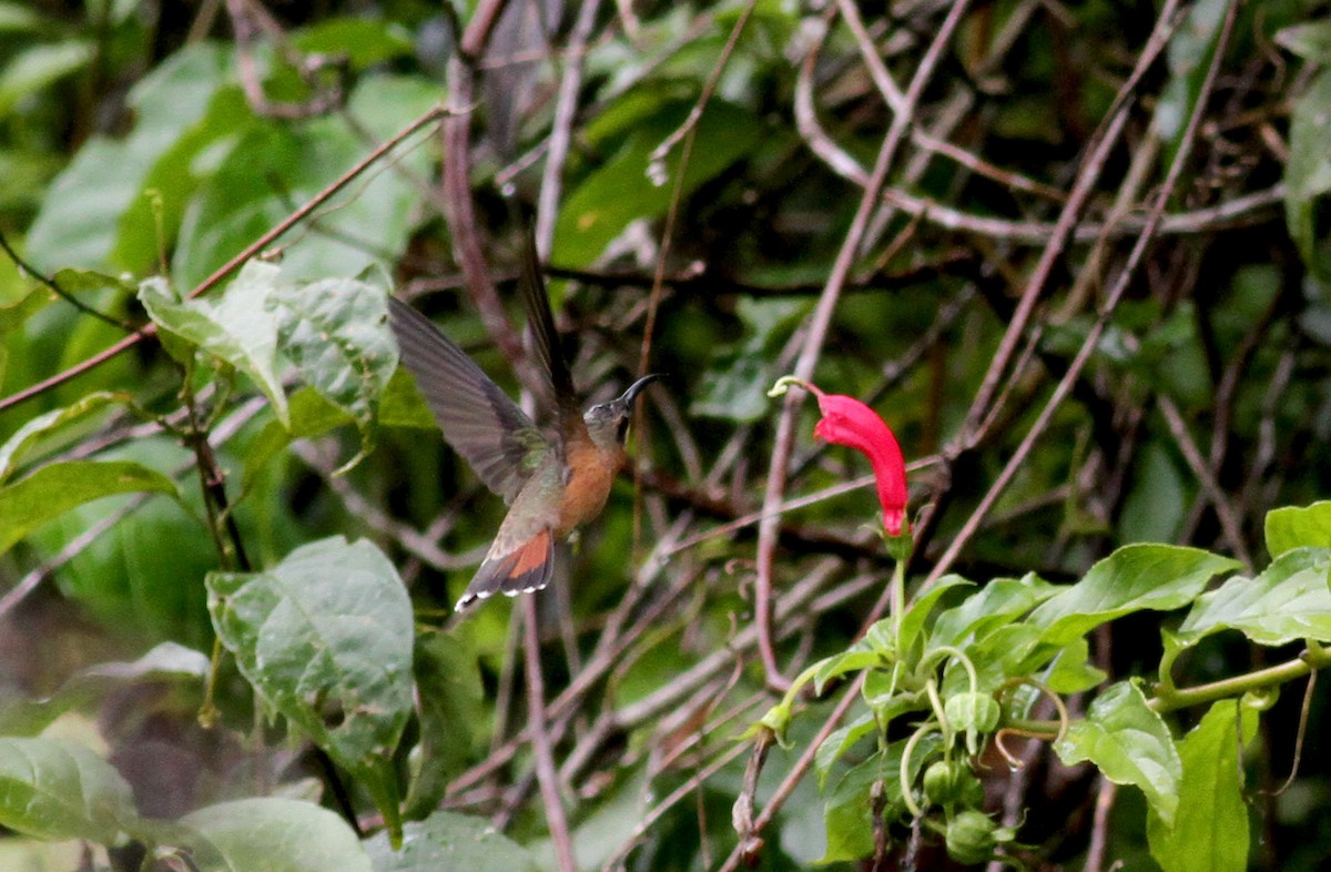 Rufous-breasted Hermit - ML38058391