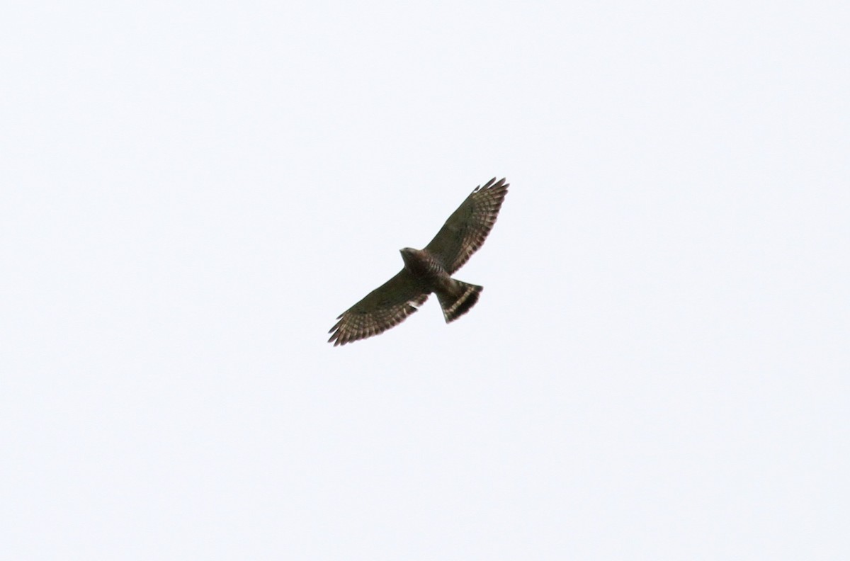 Broad-winged Hawk - ML38058461