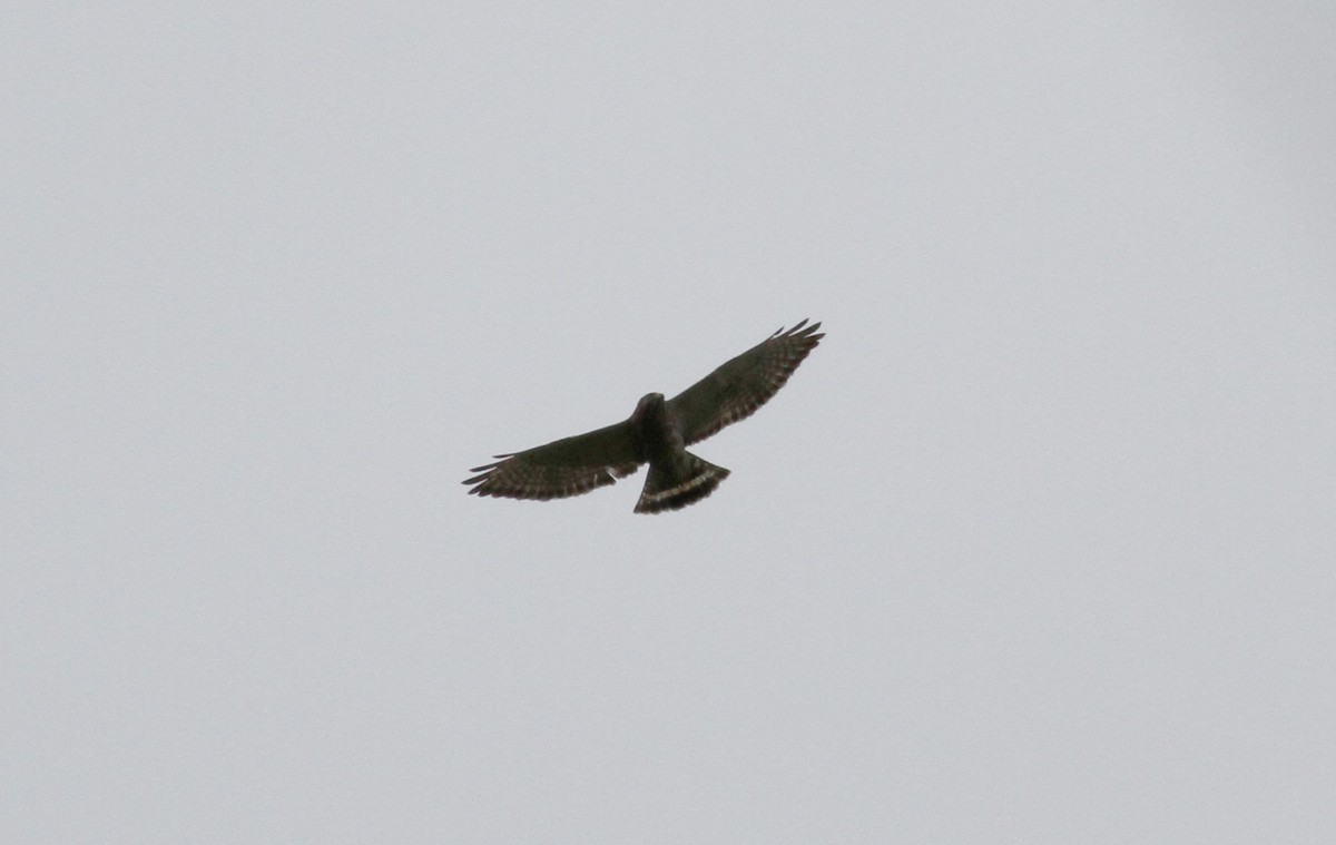 Broad-winged Hawk - ML38058471