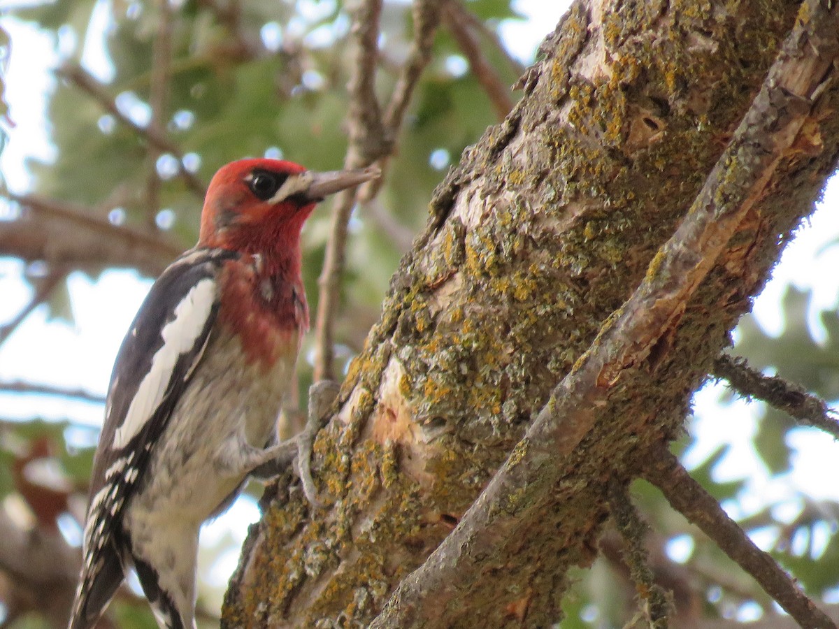 Red-breasted Sapsucker - ML380584741
