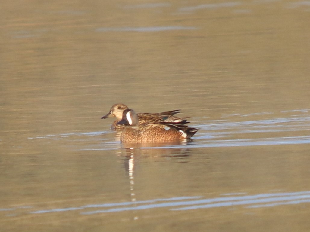 Blue-winged Teal - ML380584851
